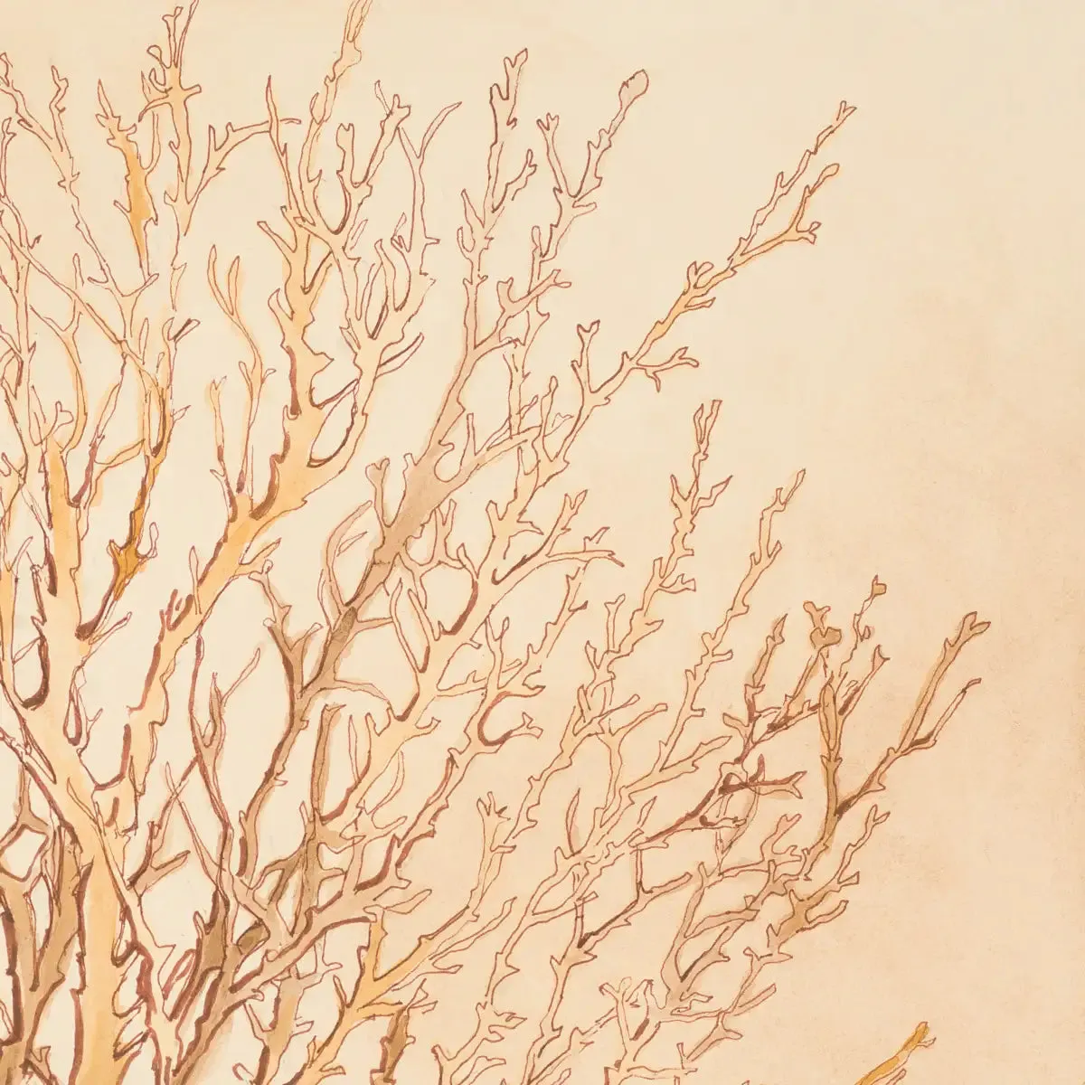 A Coral Medley II Wall Art