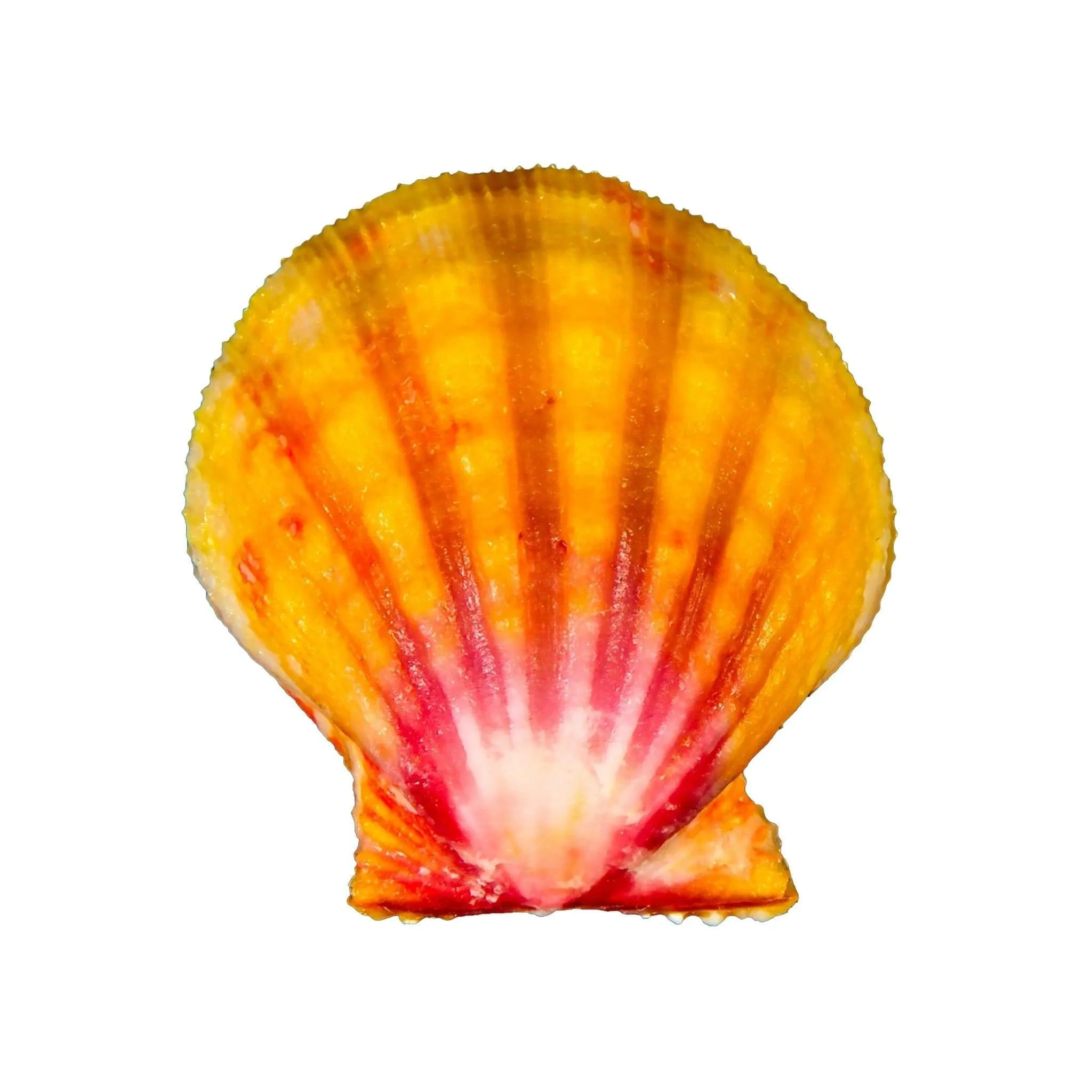 Sunrise Shell | Deluxe Capo