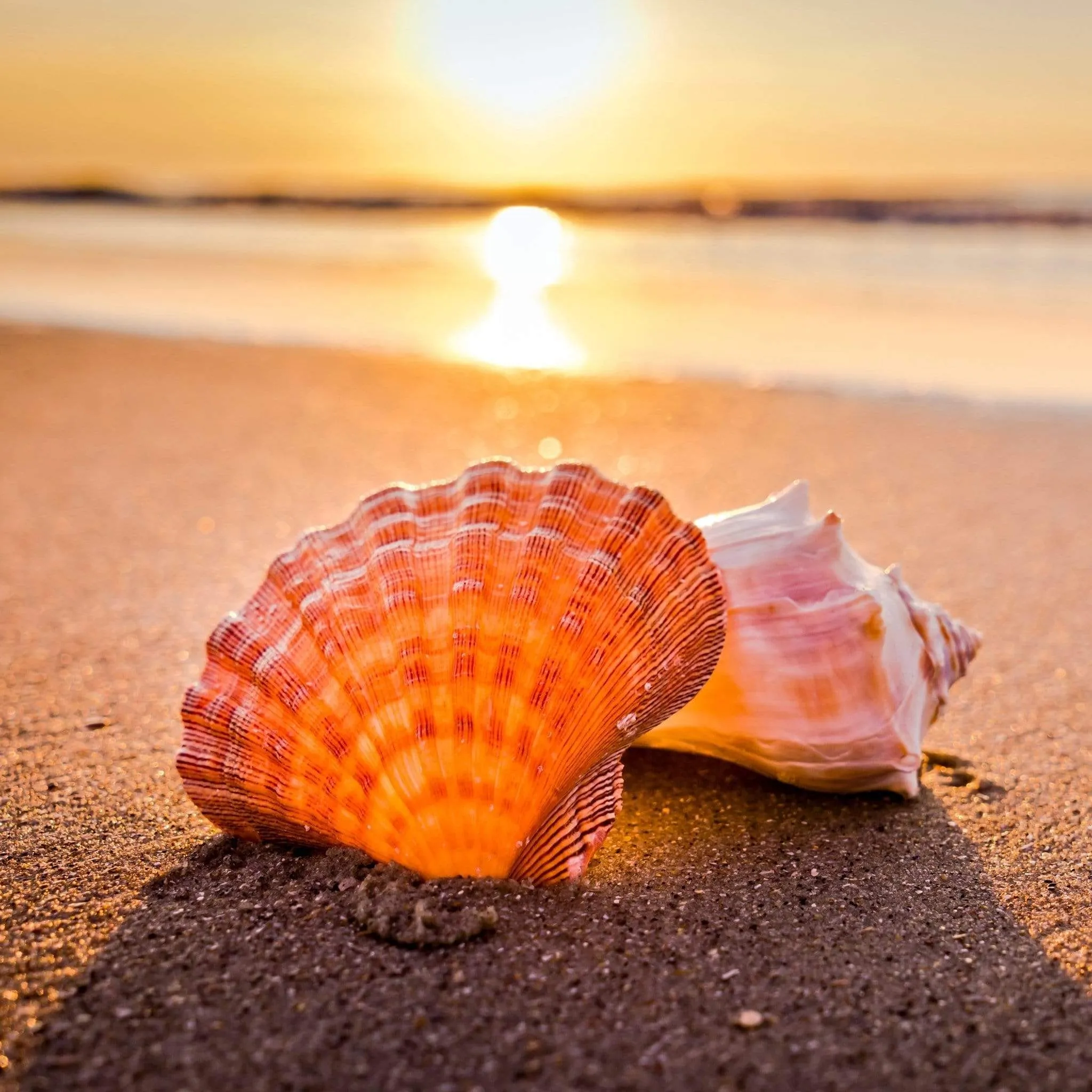 Sunrise Shell | Deluxe Capo
